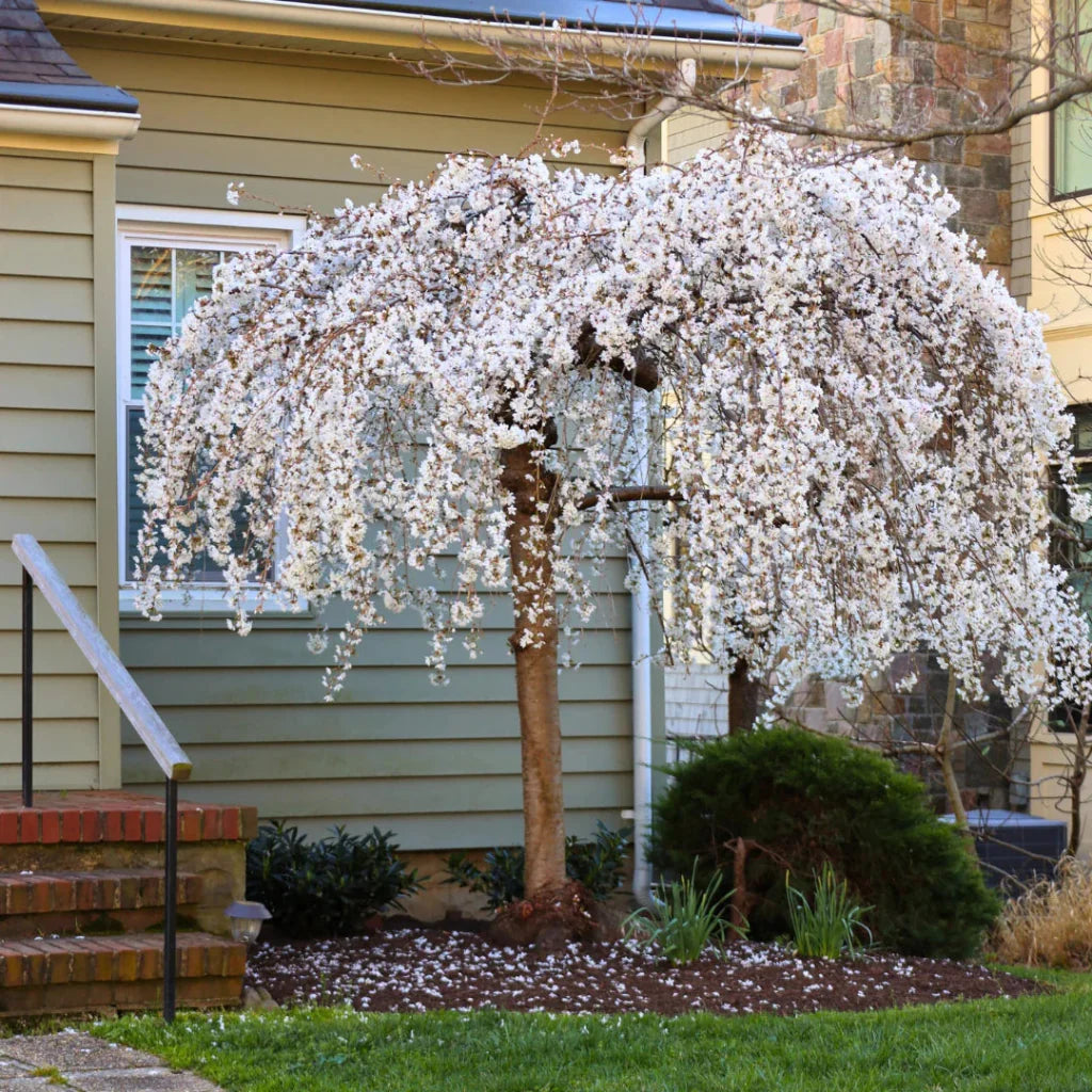 White Weeping Cherry Tree in Full Bloom with Cascading White Flowers