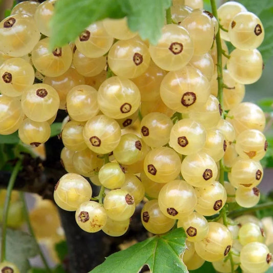 Ripe white currant bunches hanging on the plant with lush garden greenery in the background