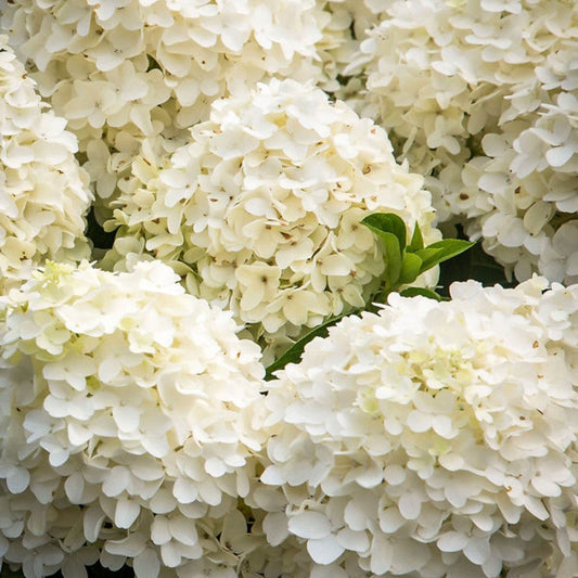 White Wedding Hydrangea blooming with bright flowers