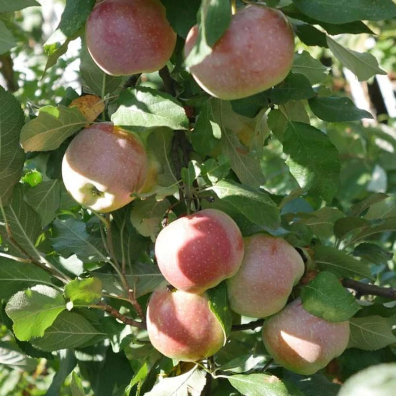 Whitney Crabapple tree with bright green leaves displayed in a garden landscape