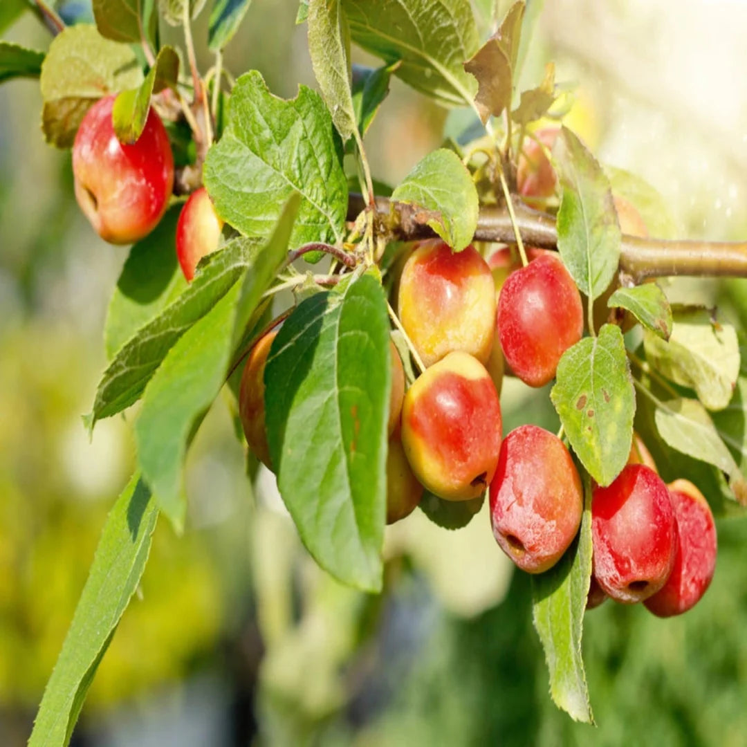 Whitney Crabapple tree planted in the ground with healthy green foliage