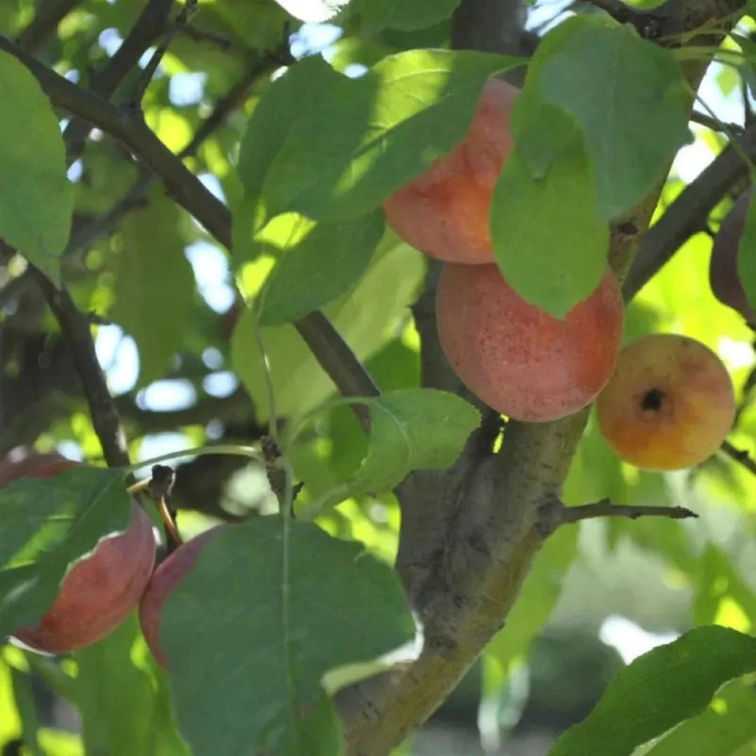 Close-up of Whitney Crabapple tree showing trunk structure and foliage