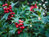 Holly