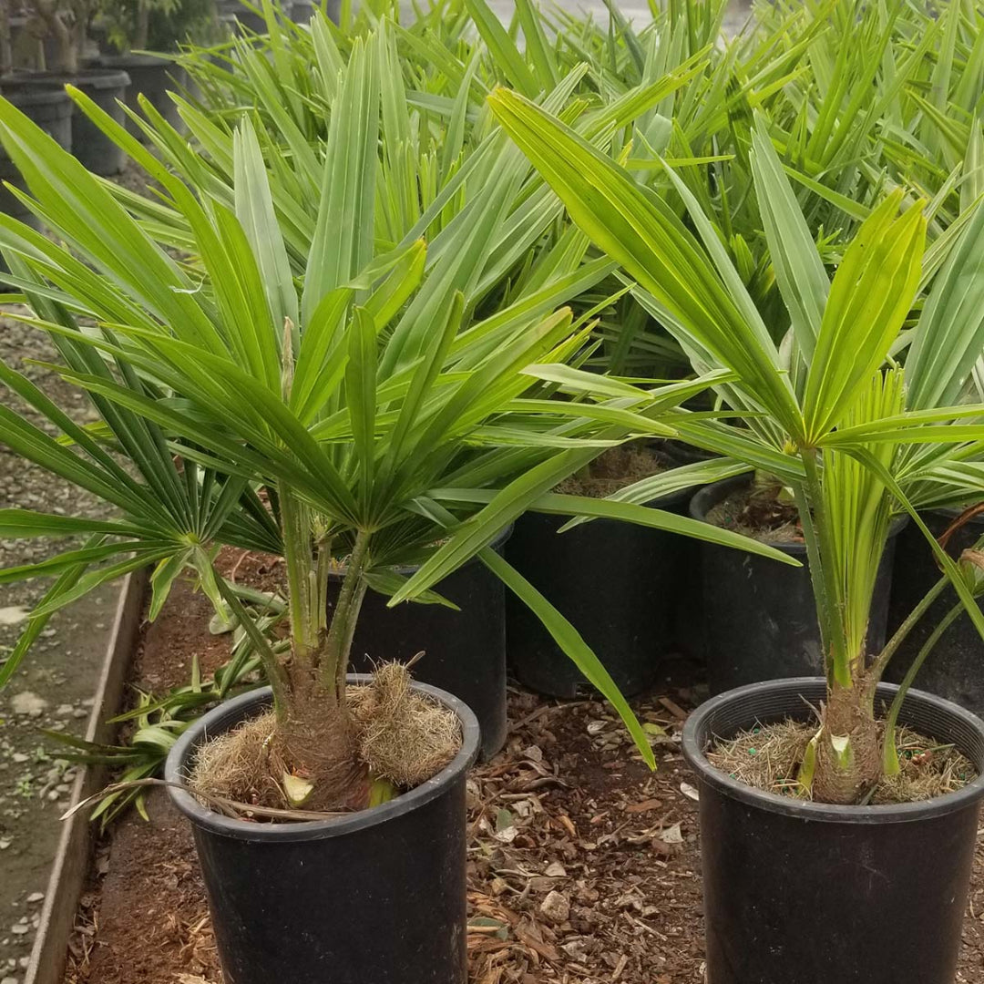 Windmill Palm Tree with fibrous trunk close-up