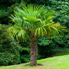 Windmill Palm