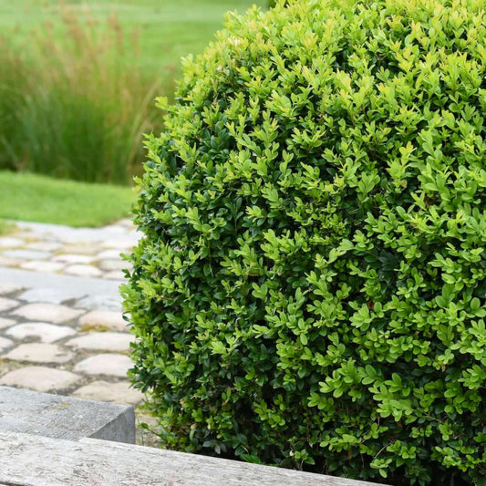 Buxus Winter Gem boxwood shrub trimmed in rounded ornamental shape