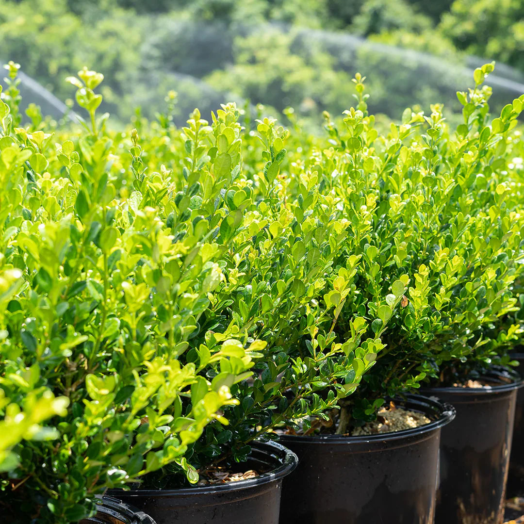 Korean Boxwood Wintergreen – shrub