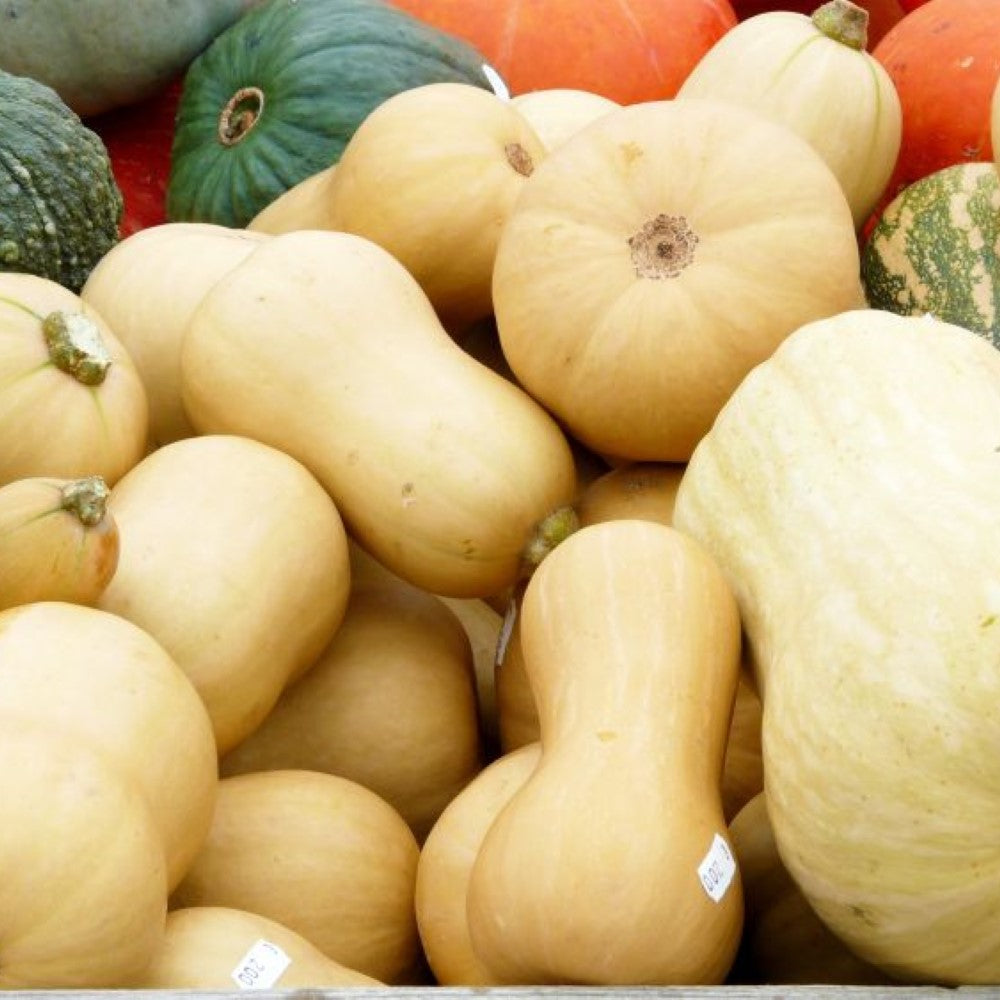 Hybrid Butternut Winter Squash ( Spring Pre-Order ) - 2 Gallon