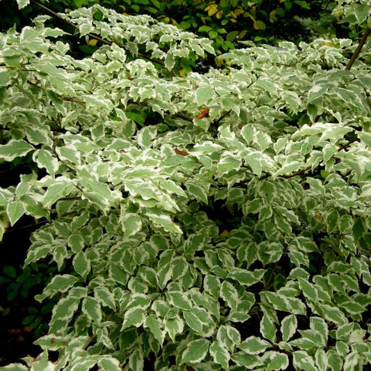 Wolf Eyes Dogwood showcasing patterned leaves