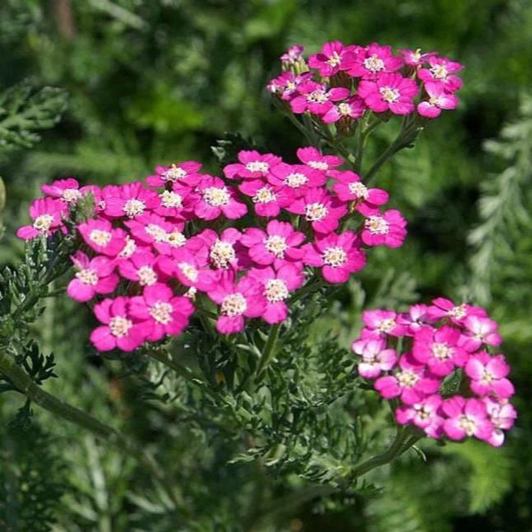 Pink Yarrow Oertel’s Rose close up