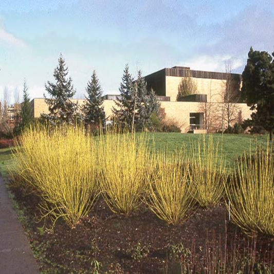 Garden view of Yellow Twig Dogwood plant