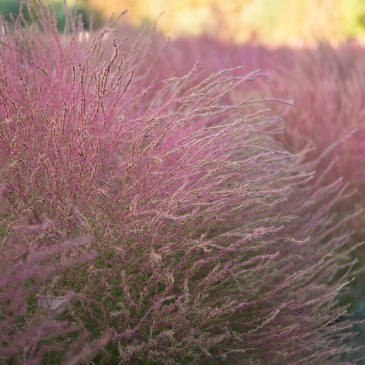 Purple Muhly Grass – Cloud-Like Pink-Purple Plumes | Zones 5–11 live plant for landscaping and home gardens