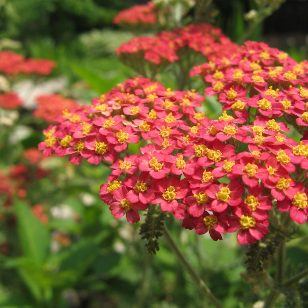 Paprika Yarrow perennial with vibrant red clusters