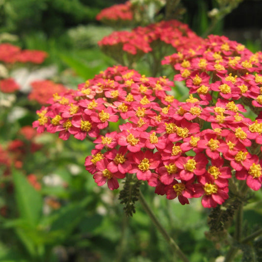 Paprika Yarrow perennial with vibrant red clusters