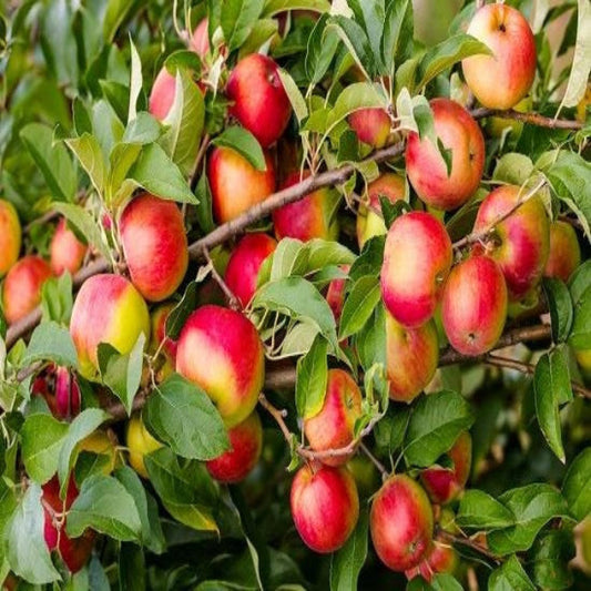 Yates Apple Tree with ripe red apples hanging on branches.