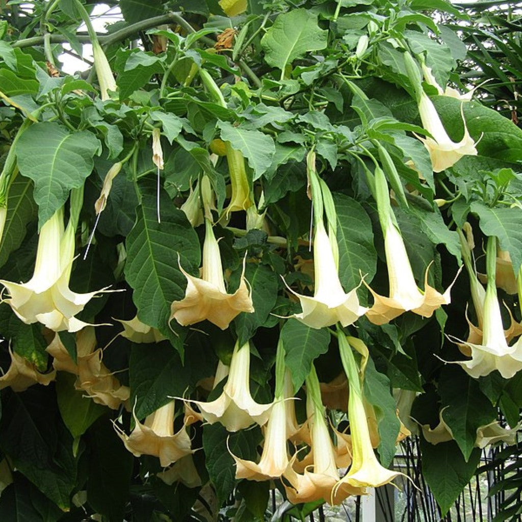 Yellow Angel Trumpet shrub displaying multiple vibrant blossoms and healthy foliage
