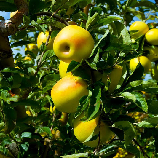 Ripe Golden Delicious apples on tree