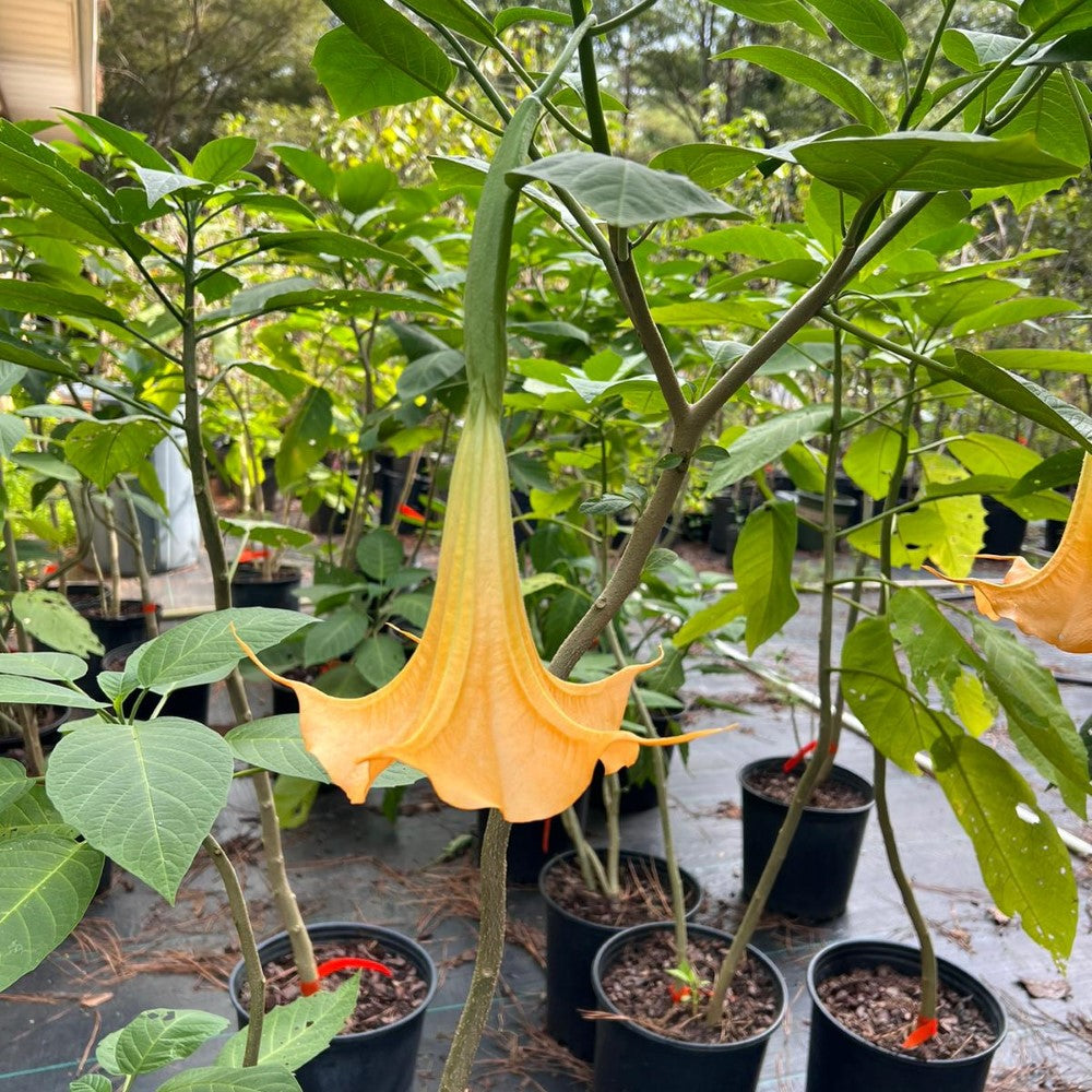 Yellow Angel Trumpet bloom captured up close with detailed petal structure and color