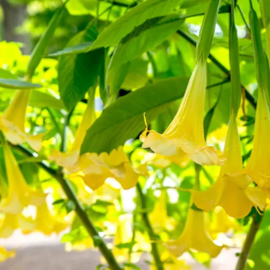Close-up of Yellow Angel Trumpet flower showing bright golden petals and smooth texture