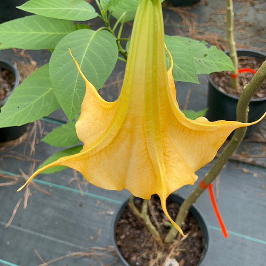 Yellow Angel Trumpet plant with large hanging trumpet-shaped blooms and lush green leaves