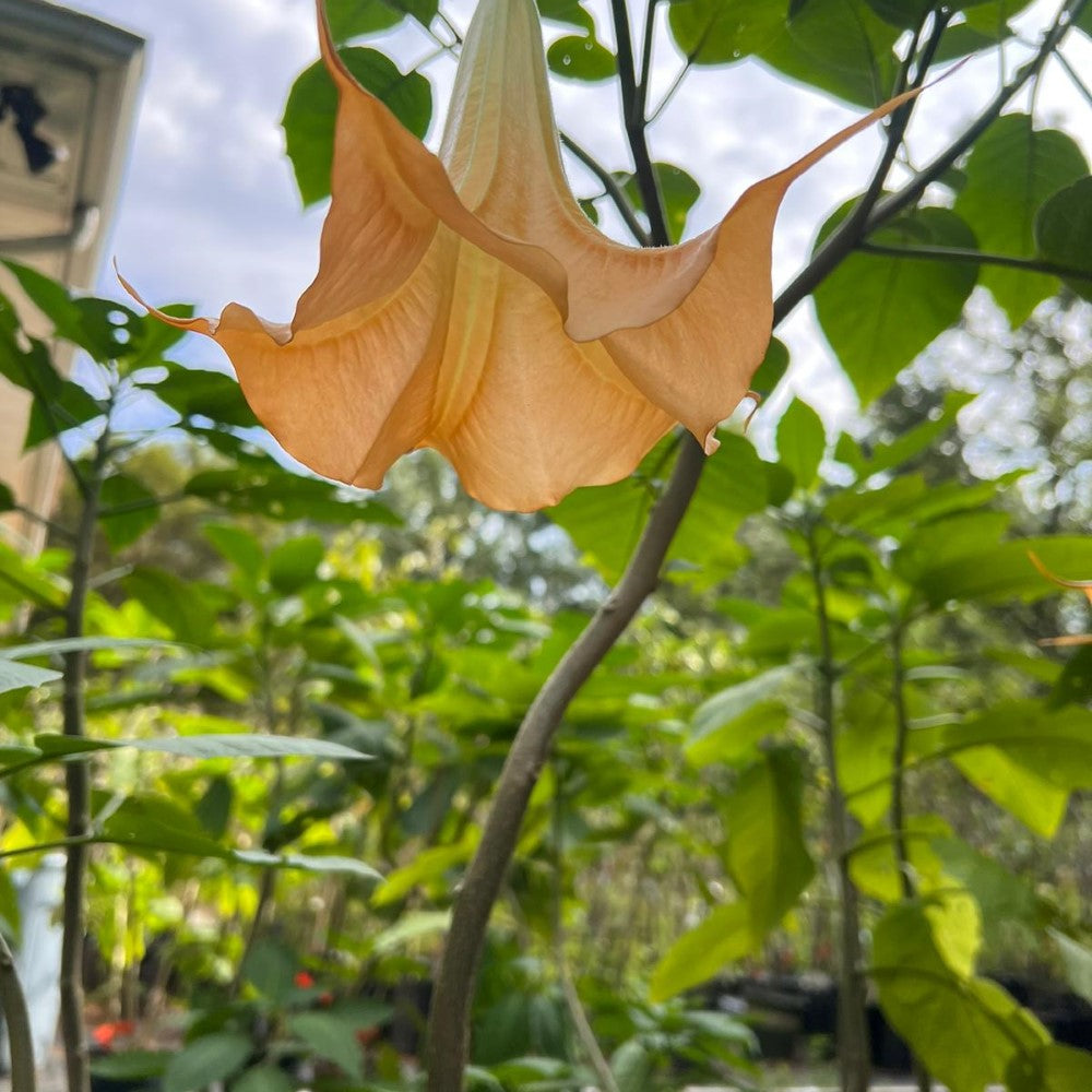 Fully blooming Yellow Angel Trumpet with long, pendulous flowers in vivid yellow