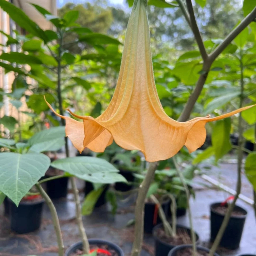 Yellow Angel Trumpet plant showing rich green foliage and newly forming trumpet blooms