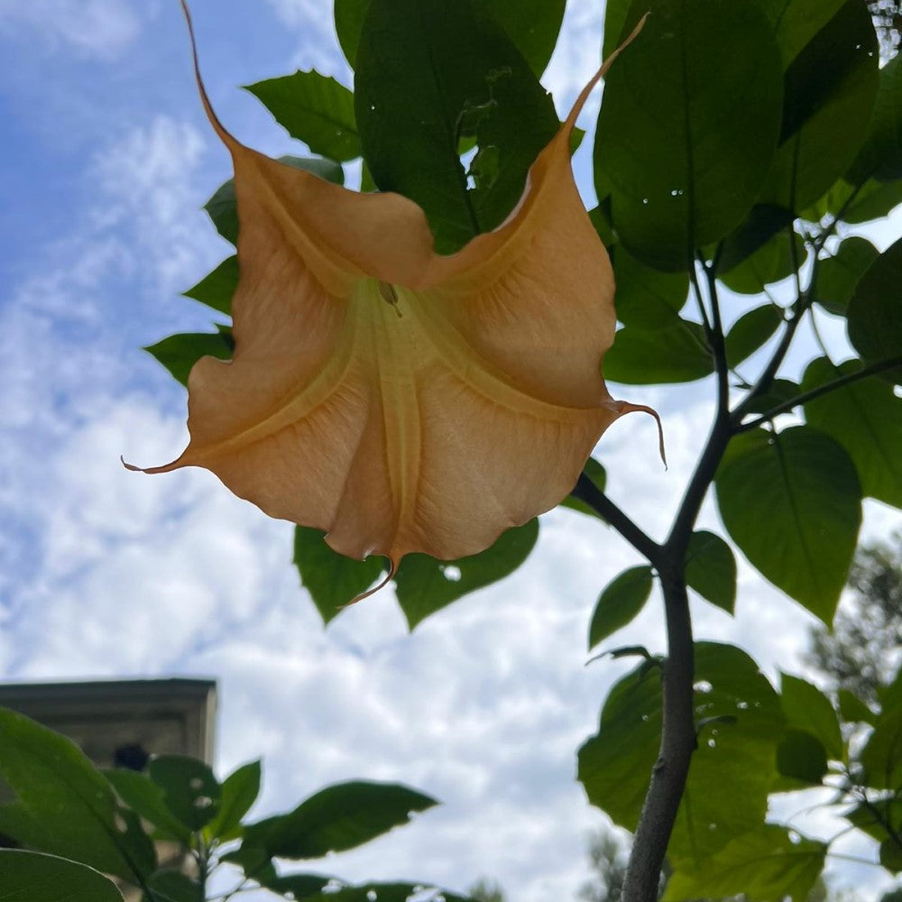 Bright yellow trumpet flowers hanging gracefully from an Angel Trumpet plant