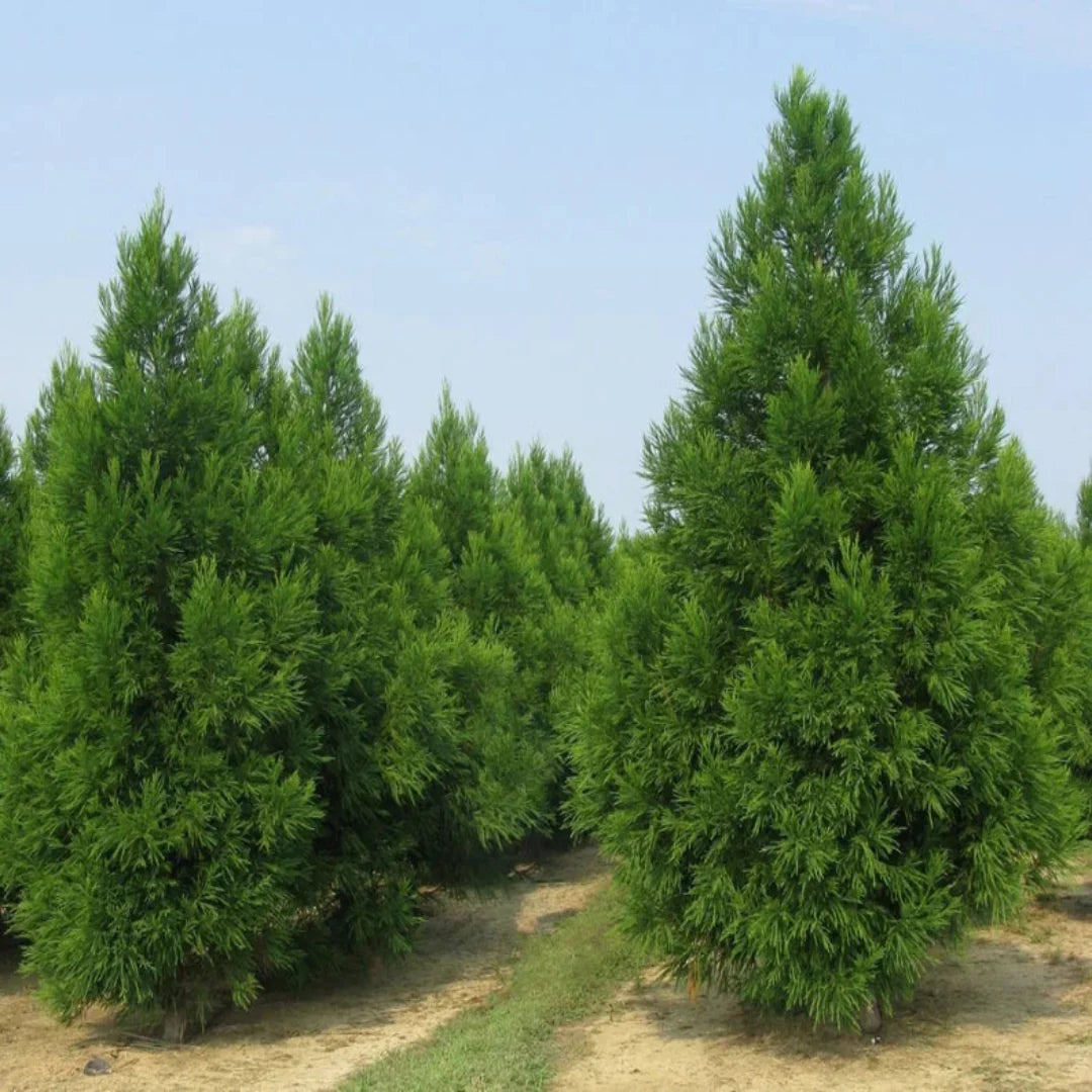 Young Cryptomeria Radicans plant ready for planting in home gardens