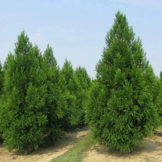 Young Cryptomeria Radicans plant ready for planting in home gardens
