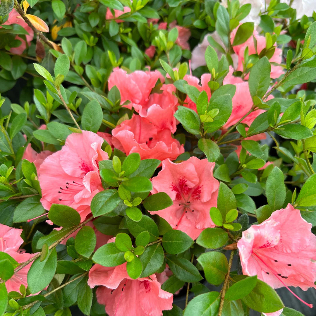 Close-up of Hilda Niblett azalea flowers showing light pink petals and texture