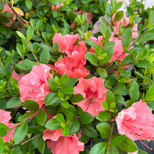 Close-up of Hilda Niblett azalea flowers showing light pink petals and texture