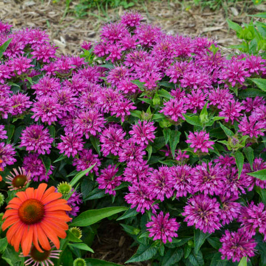 Monardia 'Pardon My Purple' Bee Balm, Fragrant Dark Fuchsia Purple Flowers Bloom Mid-Late Summer. Short Habit, Mildew Resistant.