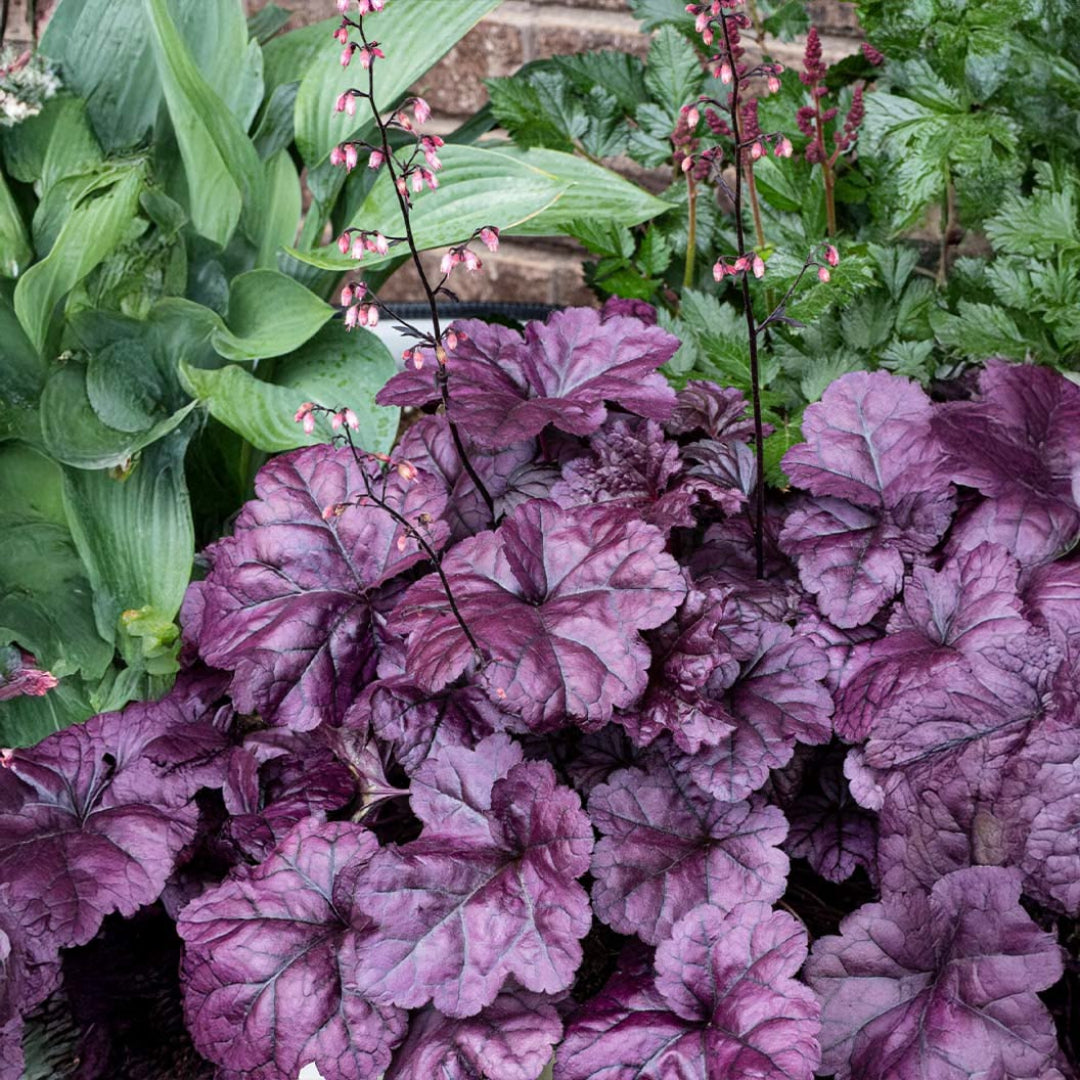 Heuchera Dolce® 'Wildberry' Coral Bells