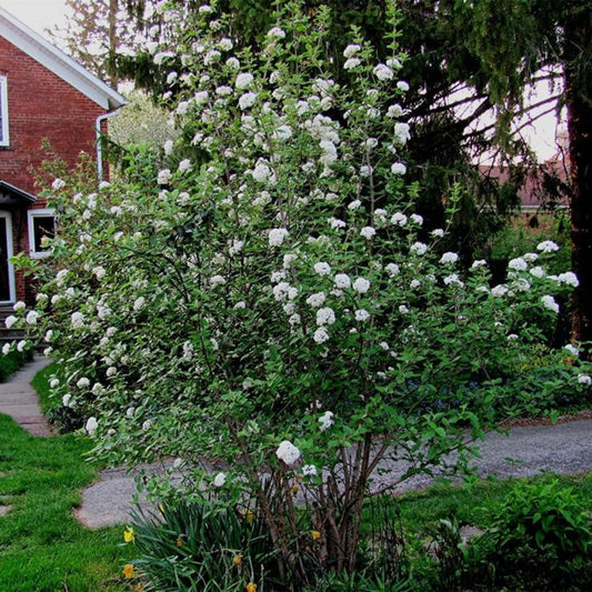 Close-Up of Mohawk Viburnum Shrub White Flowers in Full Bloom