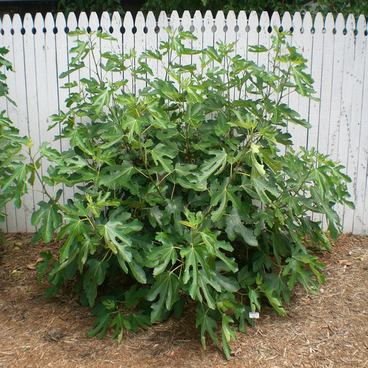 Full shot of Bordeaux Fig Tree with foliage