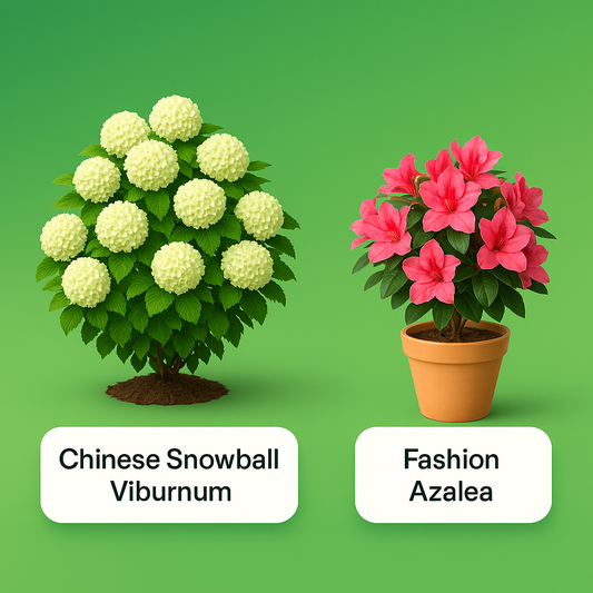 Black Friday 2 Plant Combo - Chinese Snowball Viburnum & Fashion Azalea