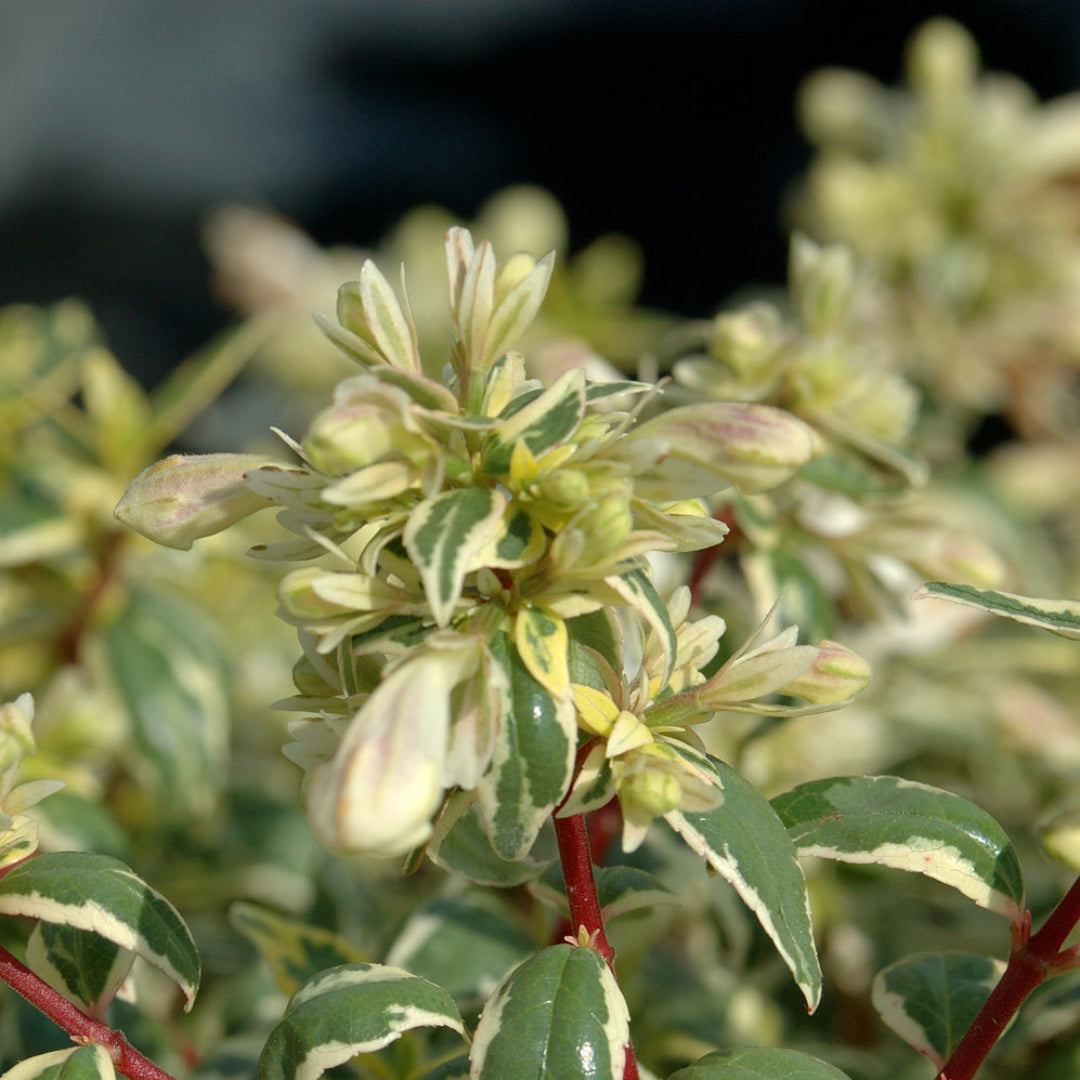 Abelia X Gradiflora 'Radiance'