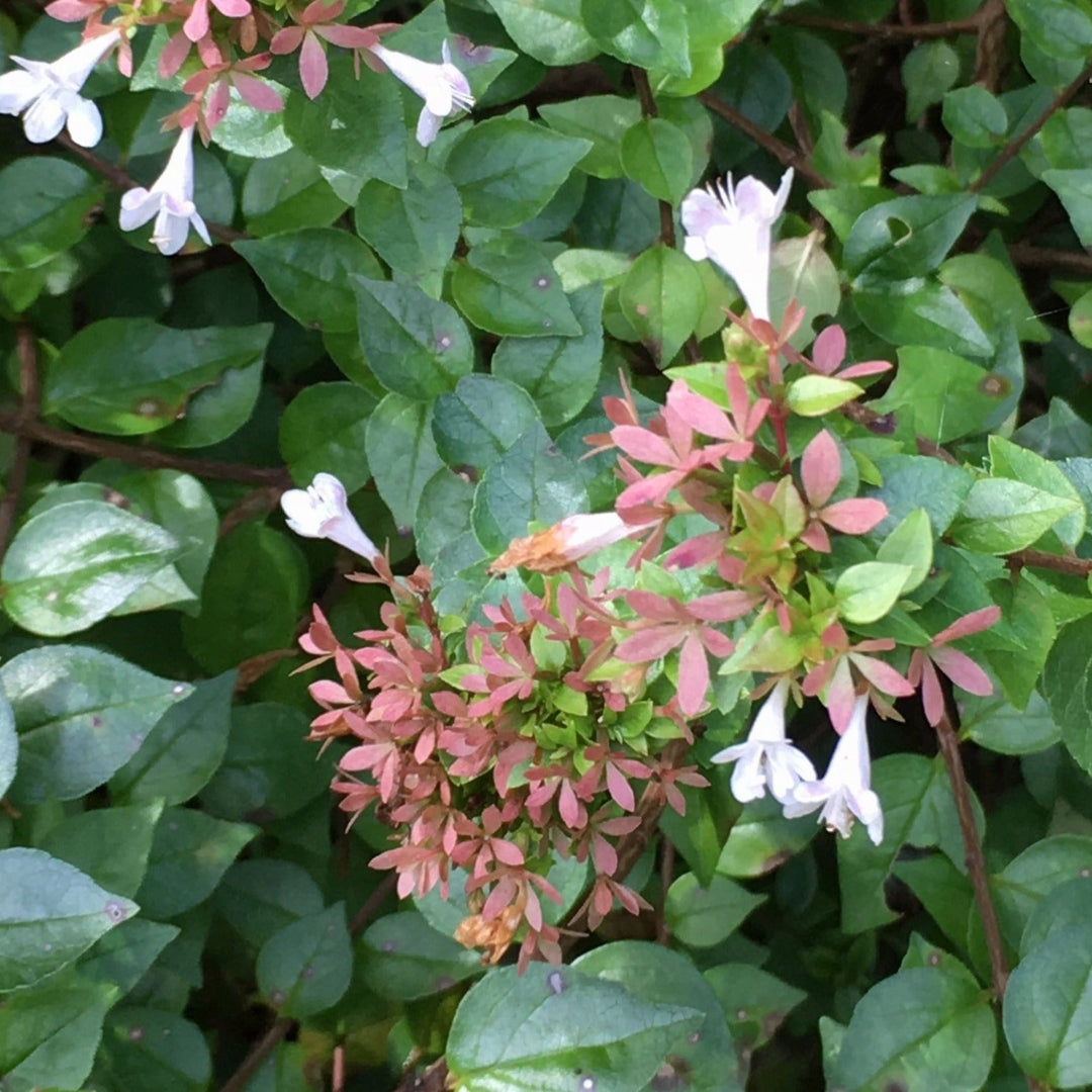 Abelia 'Canyon Creek' – flowering shrub