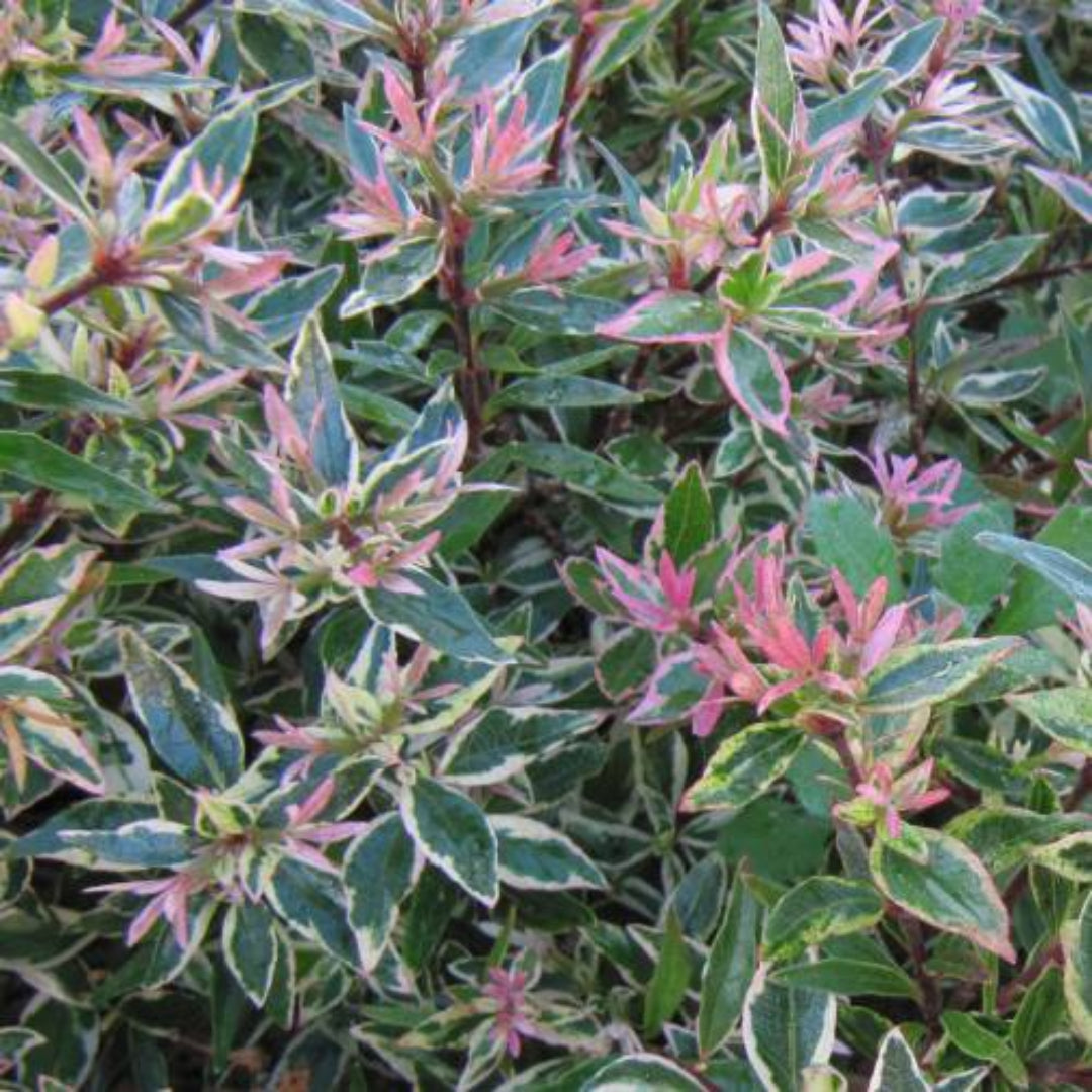 Confetti Abelia ornamental plant with compact growth and colorful foliage