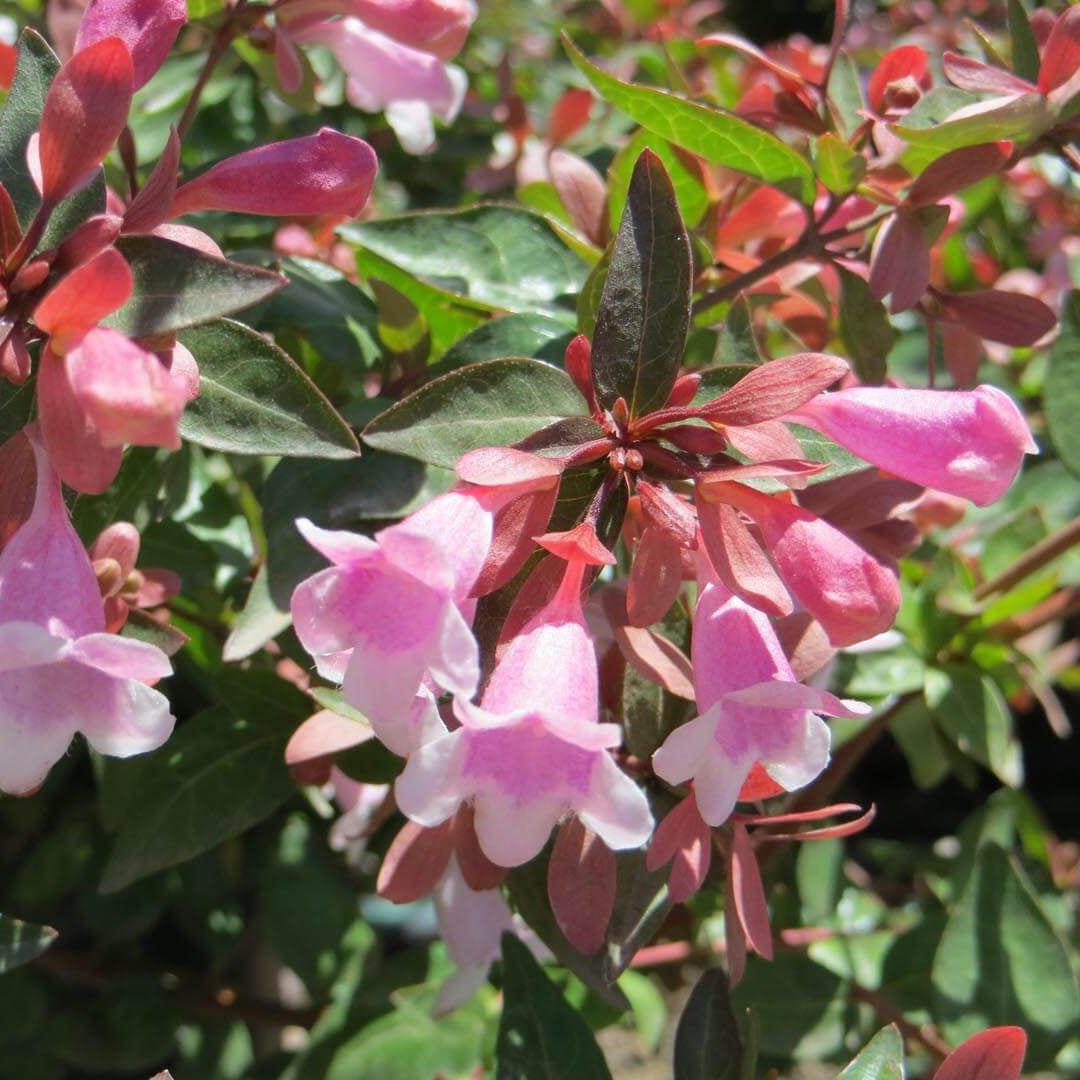 Glossy Abelia Edward Goucher bush with vibrant pink trumpet flowers