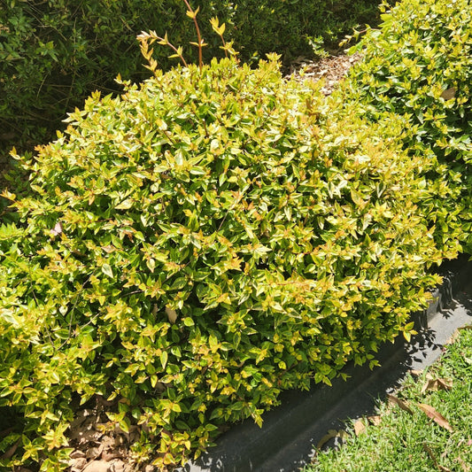 Glossy Abelia Kaleidoscope leaves close-up