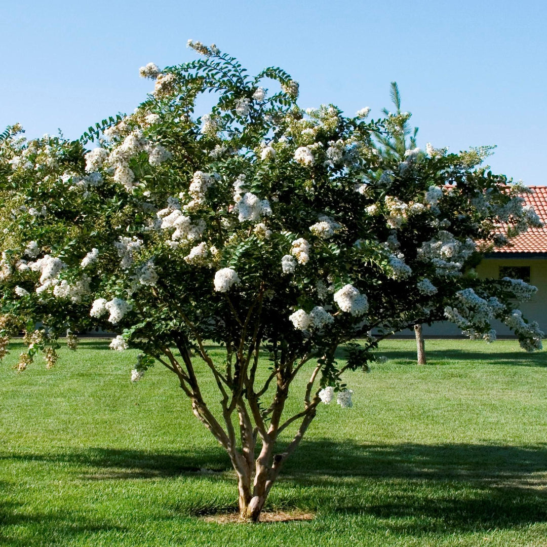 White Crape Myrtle shrub displaying clusters of bright white flowers and healthy foliage