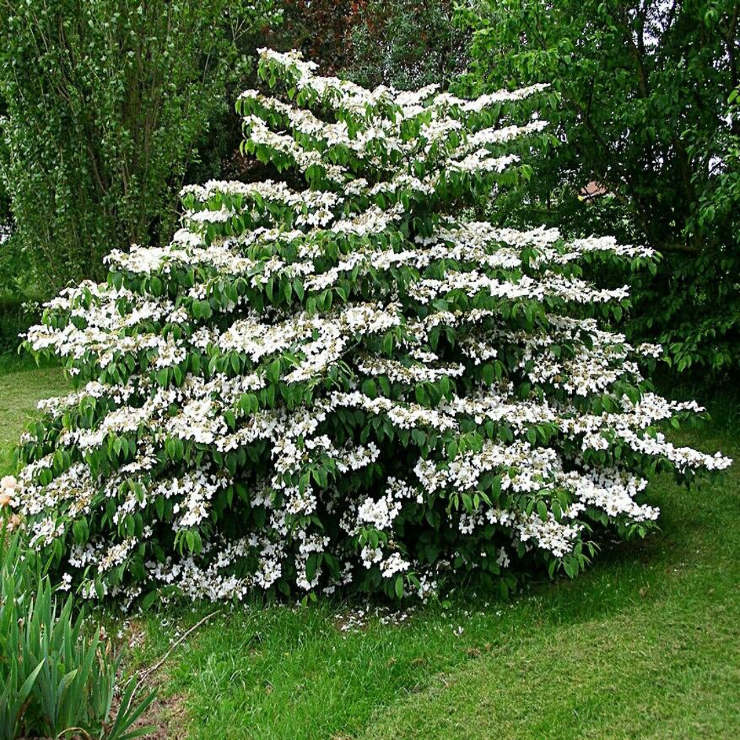 Fragrant Mariesii Viburnum Shrub with Stunning Spring Flower Display