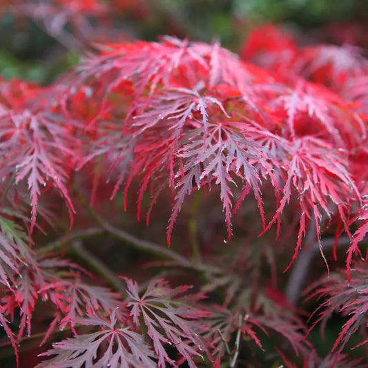 Garnet Japanese maple tree with deep red laceleaf foliage