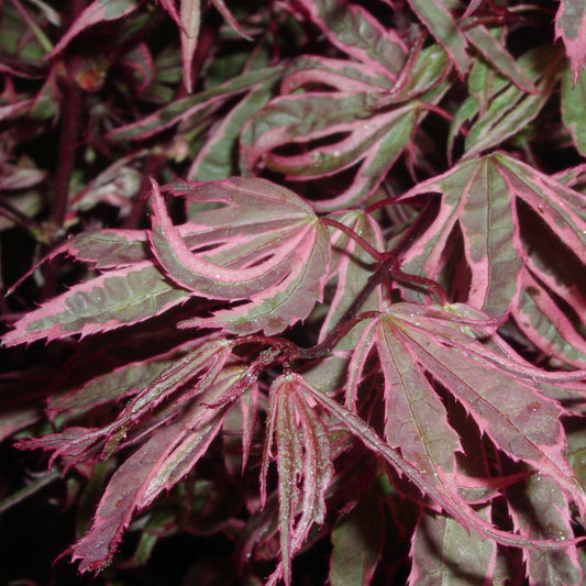 Shirazz Japanese Maple – ornamental plant