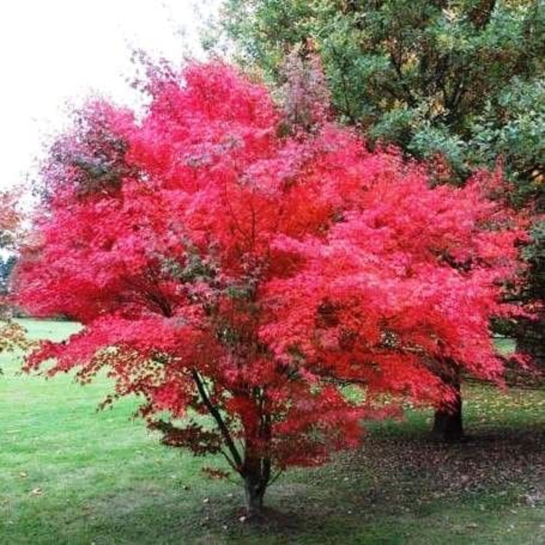 Acer palmatum Atropurpureum purple Japanese Maple with deep burgundy leaves