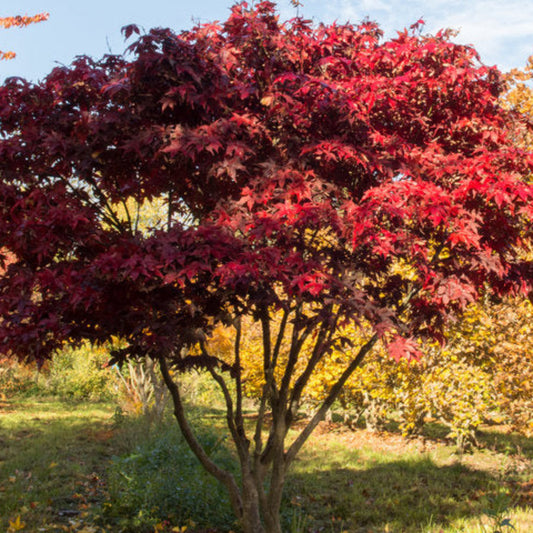 Detailed view of Acer palmatum Osakazuki leaf structure and midsummer color