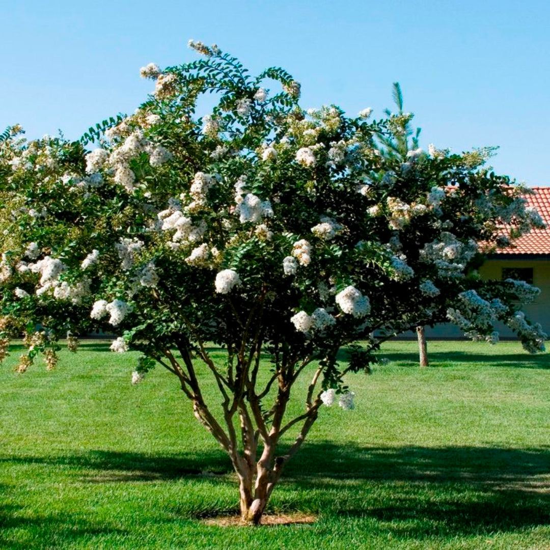 White flowering Crape Myrtle with elegant branching and fresh summer blossoms