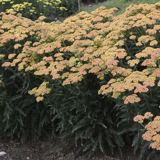 Achillea Firefly Collection 'Firefly Peach Sky' – evergreen shrub