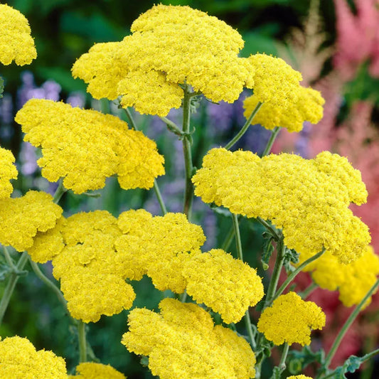 Achillea 'Little Moonshine'